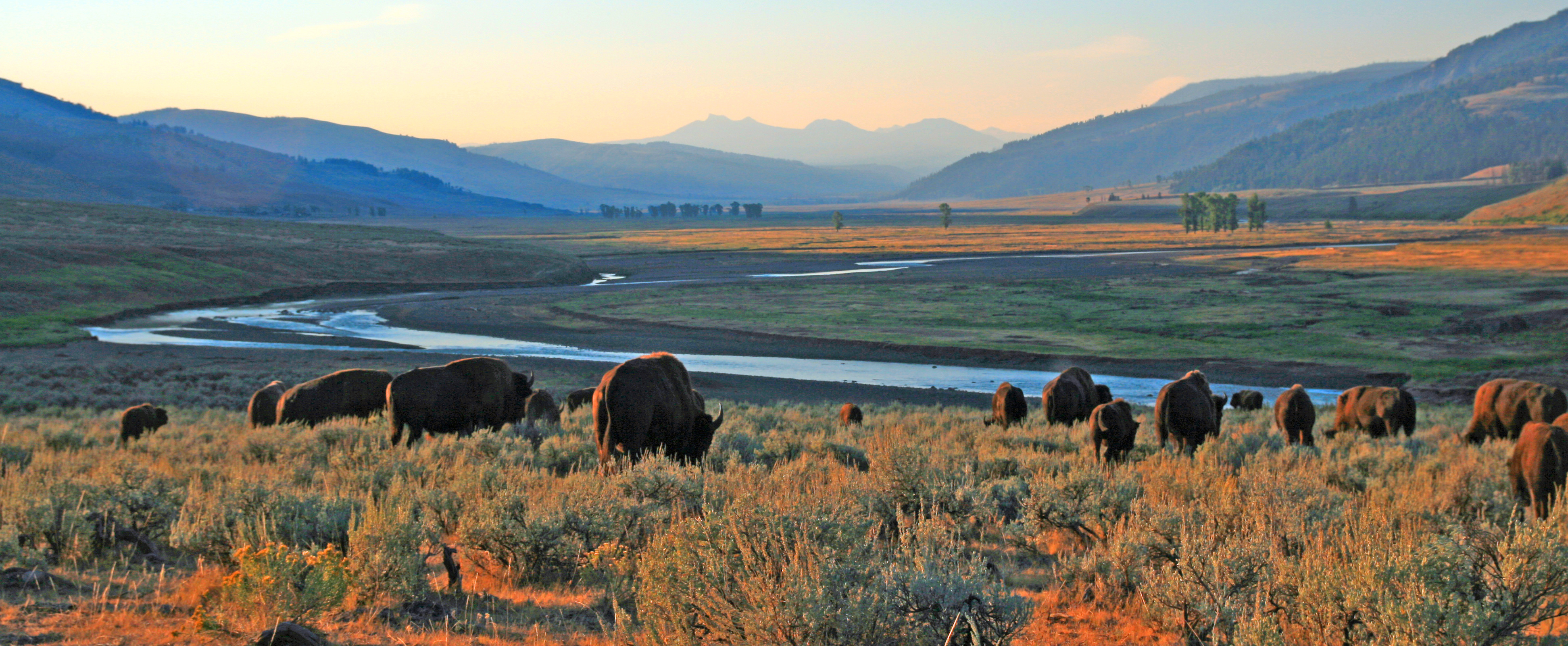 Bison in a field in Yellowstone